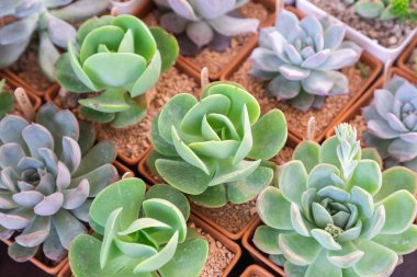 Succulents veya çöl Botanik Bahçe Dekorasyon ve tarım tasarımı için kaktüs.