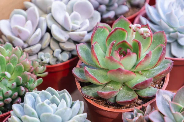 Succulents 또는 장식 및 농업 디자인 사막 식물원에서 선인장. — 스톡 사진