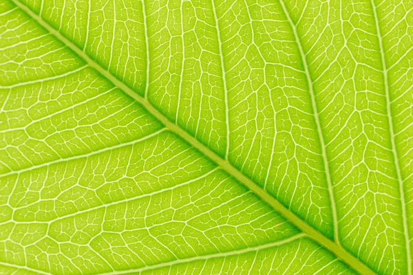 Přírodní zelený list pozadí se světlem vzadu pro grafický design — Stock fotografie