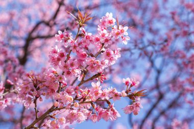 Vahşi Himalaya kirazının (Prunus cerasoides) ya da Tayland 'daki Khun chang kian' daki Thai sakura çiçeğinin yakın çekimi.