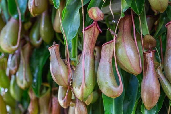 Nepenthes Tropical Pitcher Plants Monkey Cups Nepenthaceae Garden — стокове фото