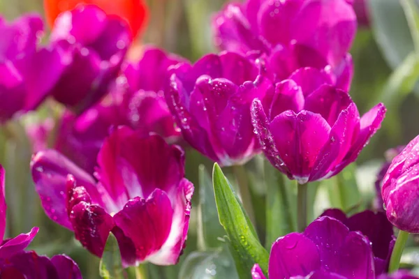 Színes Tulipánok Nőnek Virágoznak Egymás Mellett Virágoskertben — Stock Fotó