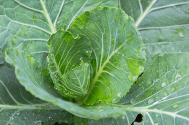 Sağlık, gıda ve tarım konsepti tasarımı için hasat alanında lahana sebzeleri.