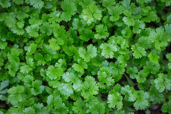 Planta Cilantro Huerta Para Diseño Conceptos Salud Alimentación Agricultura — Foto de Stock