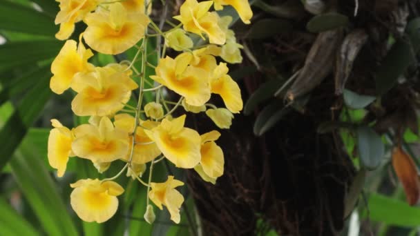 Orchideenblume Orchideengarten Winter Oder Frühlingstag Für Schönheit Und Landwirtschaftliches Konzeptdesign — Stockvideo