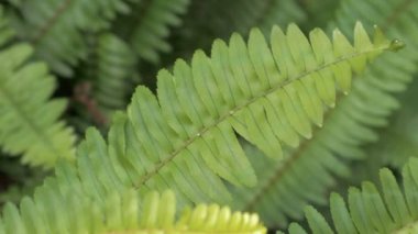 Tropikal ormanda eğrelti otları. Yakın plan Pteridophyta eğreltiotunun doğal deseni.