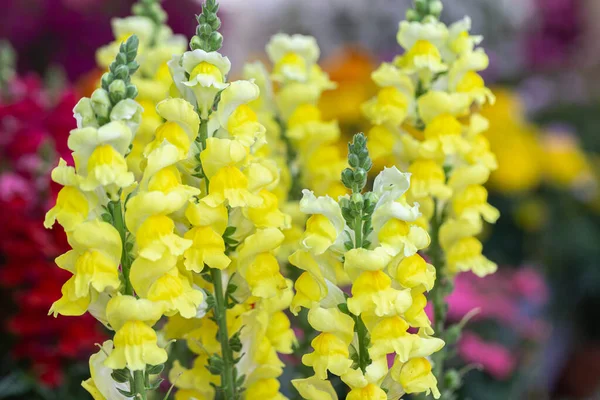 Snapdragon Fleur Feuille Verte Dans Jardin Jour Ensoleillé Été Printemps — Photo