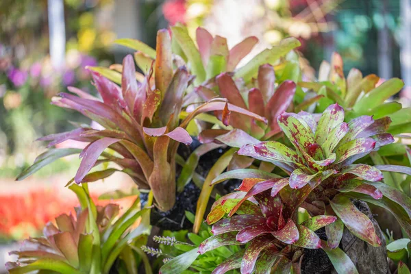 Bromeliad Dengan Berbagai Warna Kebun Pada Musim Panas Atau Musim — Stok Foto