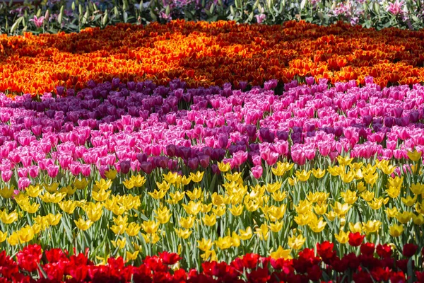 Красочные Тюльпаны Растут Цветут Непосредственной Близости Друг Друга Цветочном Саду — стоковое фото