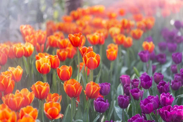 Renkli Laleler Çiçek Bahçesinde Birbirlerine Yakın Büyür Çiçek Açarlar — Stok fotoğraf