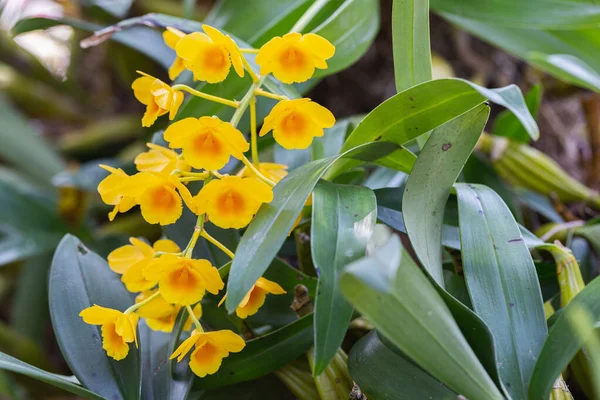 Orkidé Blomma Orkidé Trädgård Vintern Eller Våren Dag För Skönhet — Stockfoto