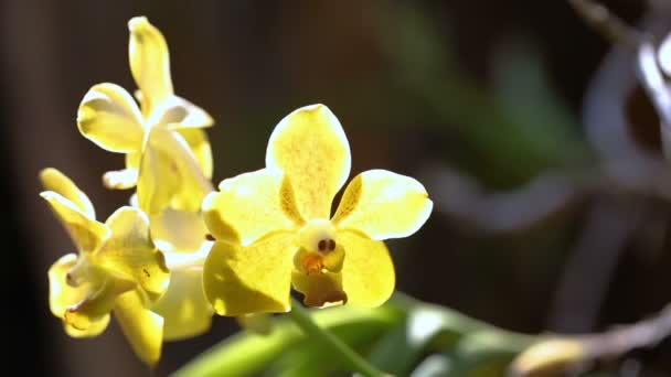 Flor Orquídea Jardín Orquídea Invierno Día Primavera Para Belleza Postal — Vídeos de Stock