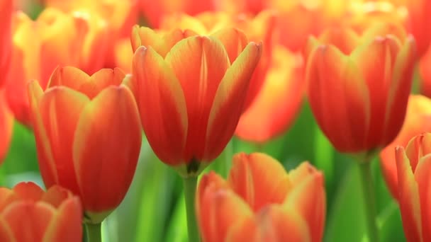 Colorful tulips grow and bloom in close proximity to one another in flower garden. — Stock Footage Colorful Tulips Grow Bloom Close Proximity One Another Flower Garden Stock Footage