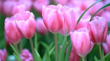 Renkli laleler çiçek bahçesinde birbirlerine yakın büyür ve çiçek açarlar..