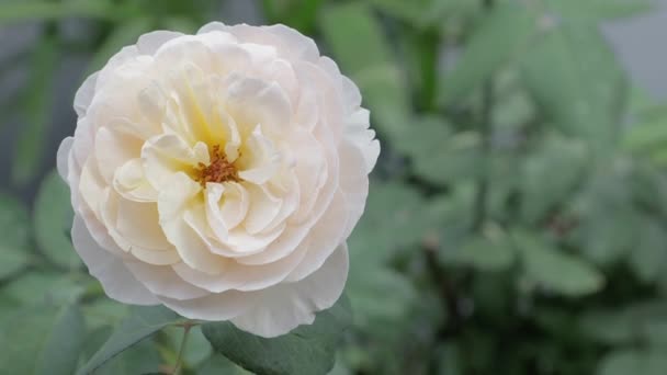 Όμορφο Λευκό Τριαντάφυλλο Λουλούδι Και Πράσινο Φύλλο Φόντο Τριαντάφυλλο Λουλούδι — Αρχείο Βίντεο
