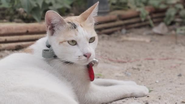 White Thai Cat Cute Domestic Cat Lying Grounds — Stock Video