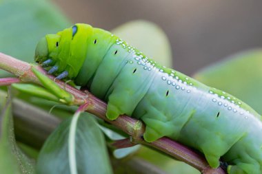 Tırtıllar, doğada ve çevrede ağaç dalında solucanlar..