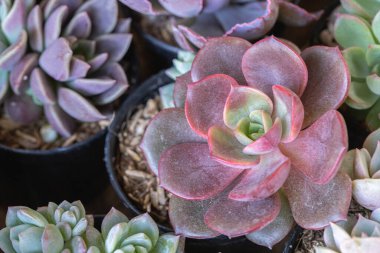 Succulents veya çöl Botanik Bahçe Dekorasyon ve tarım tasarımı için kaktüs.