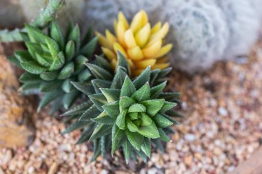 Succulents veya çöl Botanik Bahçe Dekorasyon ve tarım tasarımı için kaktüs.