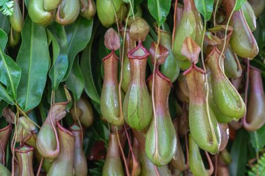 Nepenthes, Tropikal sürahi bitkileri ve maymun kapları (nepenthaceae) bahçede.