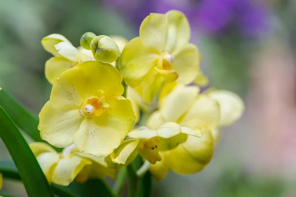 Orchid Blomma Orkidéträdgård Vintern Eller Vår Dag För Skönhet Och — Stockfoto