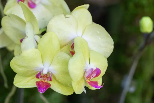 Fleur Orchidée Dans Jardin Orchidée Jour Hiver Printemps Pour Beauté — Photo