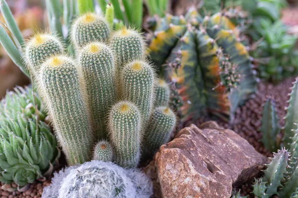 Succulents Cactus Desert Botanical Garden Decoration Agriculture Design — Stok Foto
