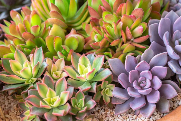 Succulents 디자인 식물원에서 선인장 — 스톡 사진