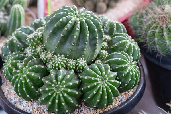 Succulents Cactus Desert Botanical Garden Decoration Agriculture Design — Stok Foto