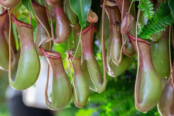 Nepenthes Tropical Pitcher Plants Monkey Cups Nepenthaceae Garden — Stock Photo, Image