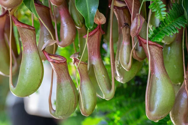 Nepenthes Piante Carnivore Tropicali Coppe Scimmia Nepenthaceae Giardino — Foto Stock