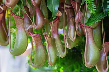 Nepenthes, Tropikal sürahi bitkileri ve maymun kapları (nepenthaceae) bahçede.