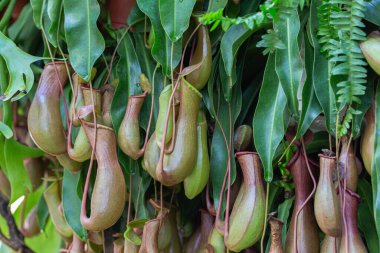 Nepenthes, Tropikal sürahi bitkileri ve maymun kapları (nepenthaceae) bahçede.