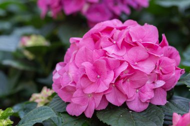 Güneşli yaz veya bahar gününde bahçede Hydenyia çiçeği.