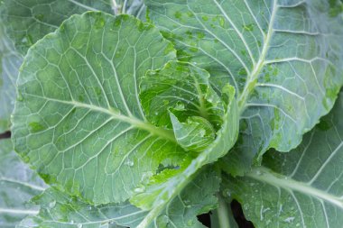 Sağlık, gıda ve tarım konsepti tasarımı için hasat alanında lahana sebzeleri.