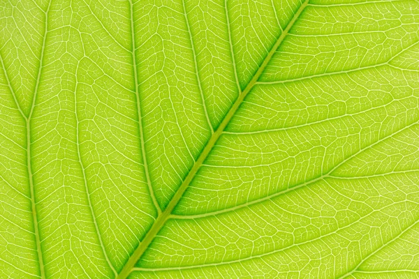 Fundo Folha Verde Natural Com Luz Para Trás Para Design — Fotografia de Stock