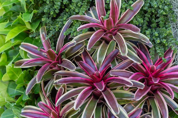 Bromeliad Dengan Berbagai Warna Kebun Pada Musim Panas Atau Musim — Stok Foto