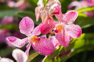 Güzellik ve tarım tasarımı için kış ya da bahar günü orkide bahçesinde orkide çiçeği. Mokara Orkidesi.