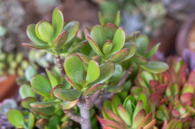 Succulents veya çöl Botanik Bahçe Dekorasyon ve tarım tasarımı için kaktüs.