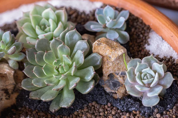 Succulents 디자인 식물원에서 선인장 — 스톡 사진