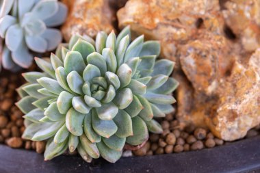 Succulents veya çöl Botanik Bahçe Dekorasyon ve tarım tasarımı için kaktüs.