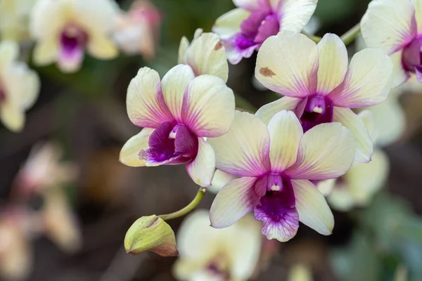 Fleur Orchidée Dans Jardin Orchidée Jour Hiver Printemps Pour Conception — Photo