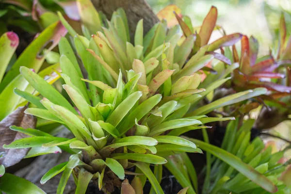 Bromeliad Különböző Színű Kertben Napsütéses Nyári Vagy Tavaszi Nap Dekoráció — Stock Fotó