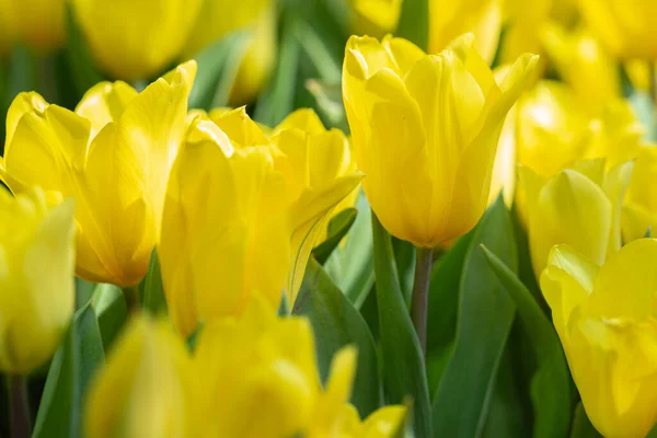 Los Tulipanes Coloridos Crecen Florecen Muy Cerca Unos Otros Jardín — Foto de Stock