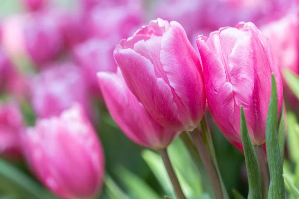 Les Tulipes Colorées Poussent Fleurissent Proximité Les Unes Des Autres — Photo