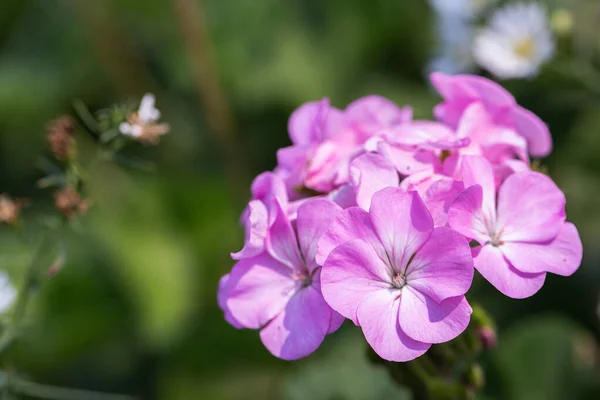 Pink Flower Garden Sunny Summer Spring Day Decoration Agriculture Design — Stock Photo, Image