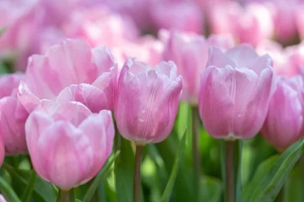 Tulipán Virág Zöld Levél Háttér Tulipán Területen Télen Vagy Tavasszal — Stock Fotó