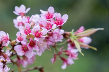 Vahşi Himalaya kirazının (Prunus cerasoides) ya da Tayland 'daki Khun chang kian' daki Thai sakura çiçeğinin yakın çekimi.
