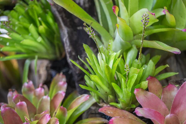 Bromeliad Dengan Berbagai Warna Kebun Pada Musim Panas Atau Musim — Stok Foto