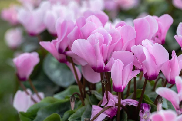 晴れた夏や装飾や農業デザインのための春の日に庭のシクラメンの花 ピンクの花 — ストック写真